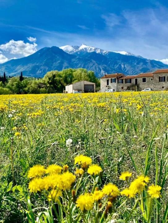 Gite Le Canigou 3* Dans Un Mas Typique Catalan Prades  Exterior photo